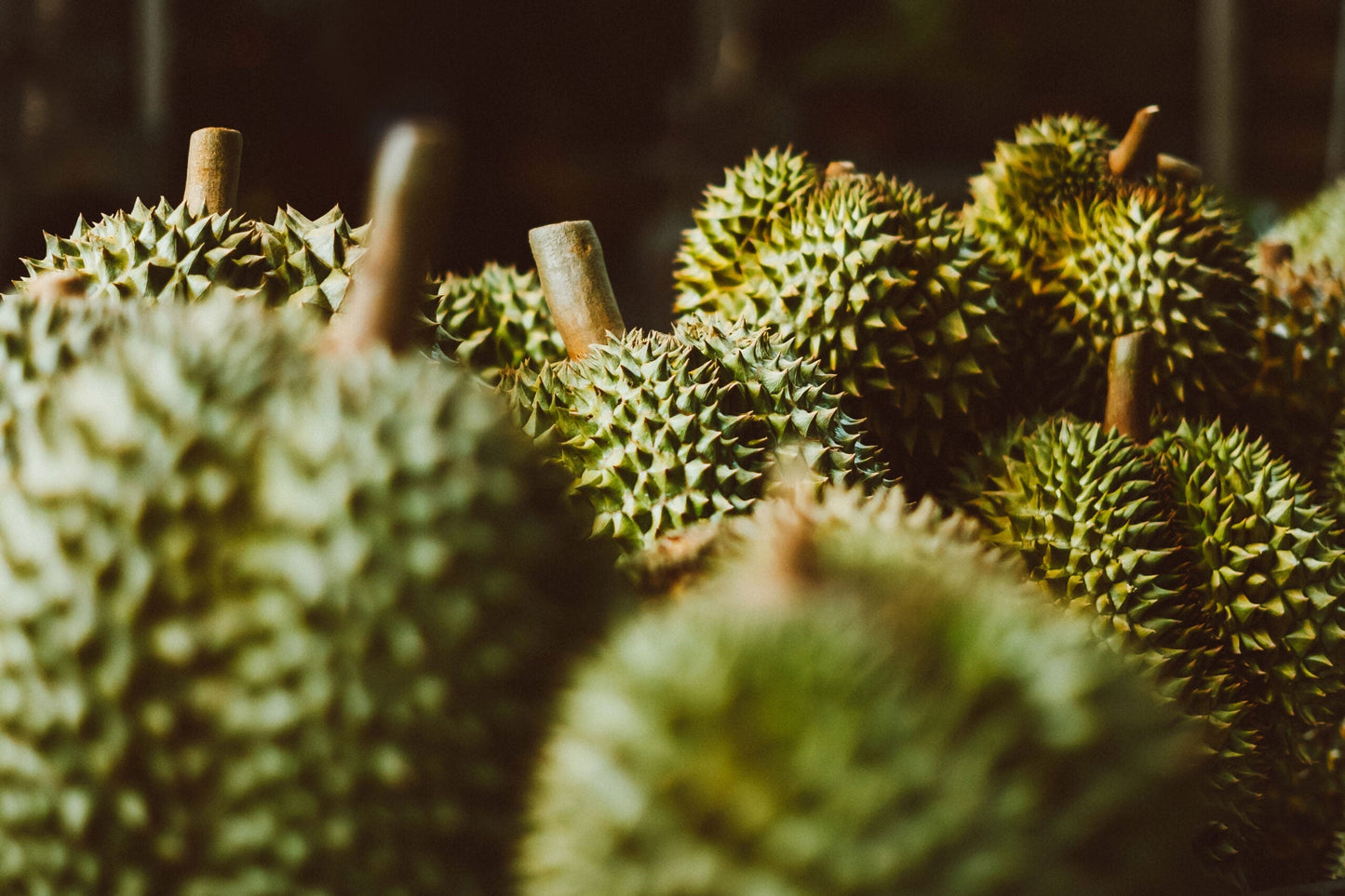 Mao Shan Wang "Durian" (Abundance and Prosperity)