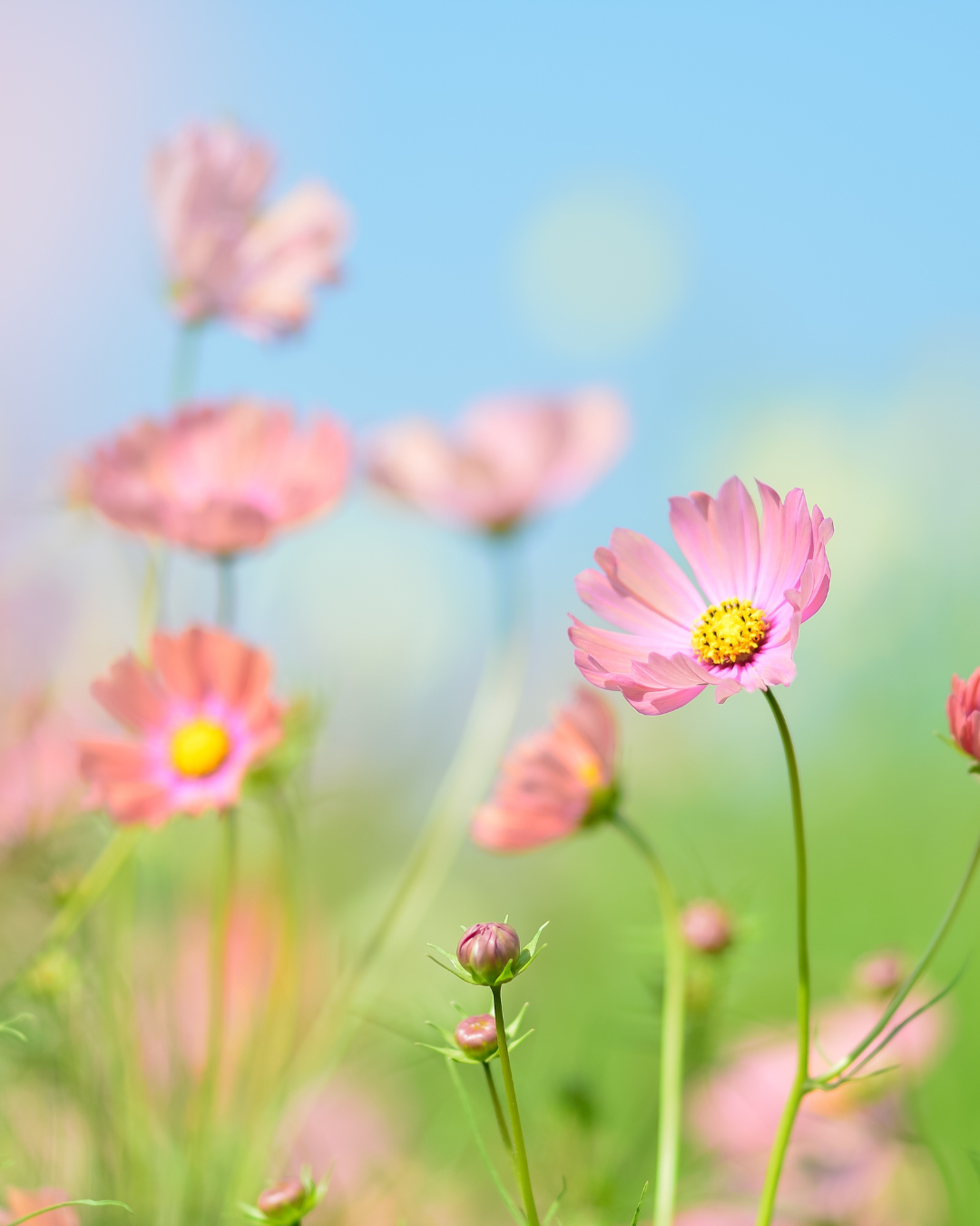 Cosmo | Secret Garden