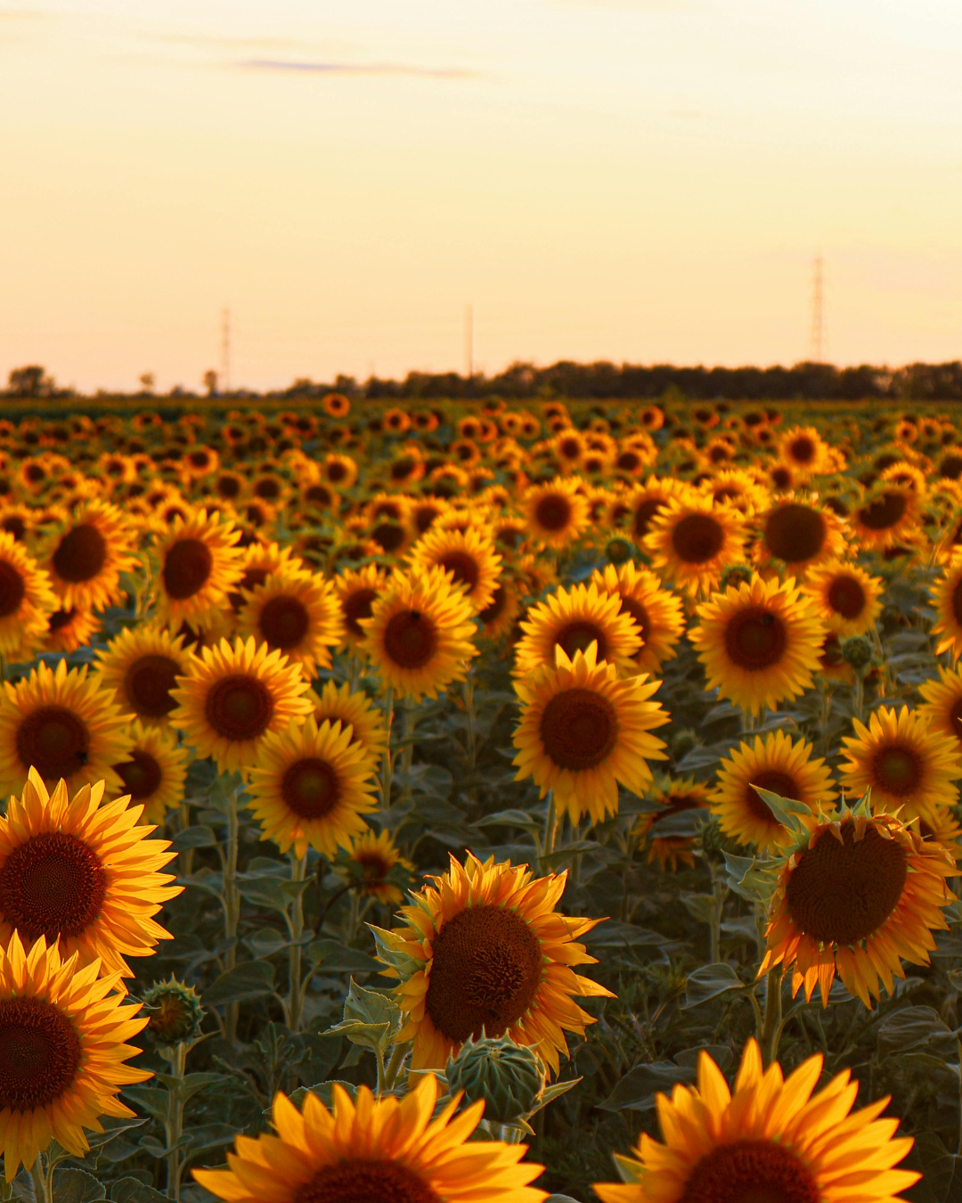Sunflower | Secret Garden