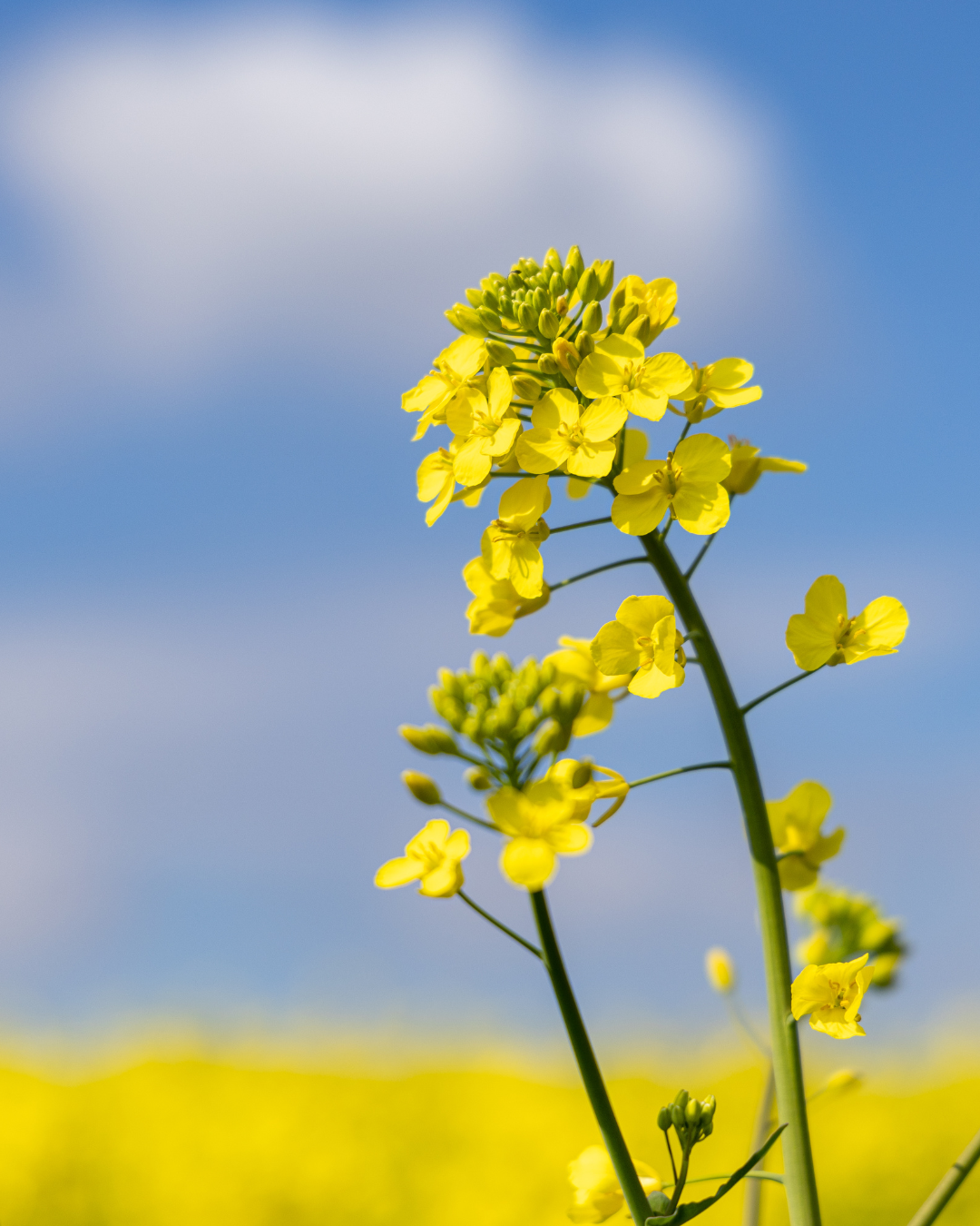 Canola | Secret Garden