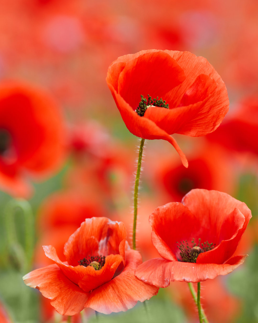 Poppies | Secret Garden